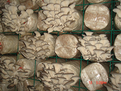 Oyster Mushroom Logs