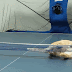 This cat is ping-pong star.