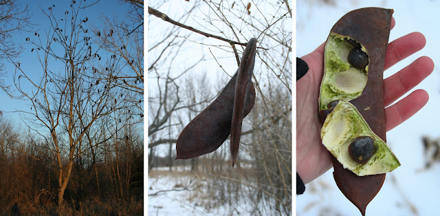 A panel of photos showing a female Kentucky Coffee Tree, a closeup of its pods, and an opened pod showing seeds embedded in a green mash.