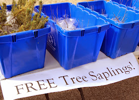 tree saplings available for planting