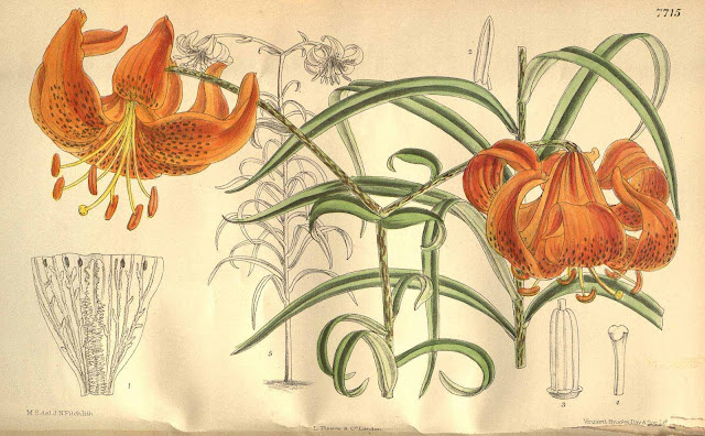 Лилия Давида / Лилия Уиллмотт / Лилия Уилмотт (Lilium davidii, =Lilium willmottiae)