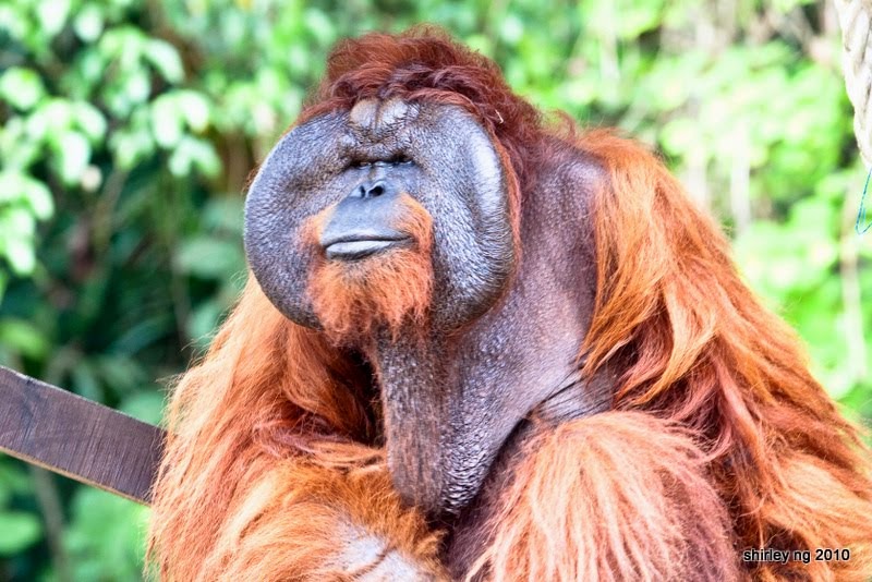 Orang utan di Semenggoh Wildlife Centre