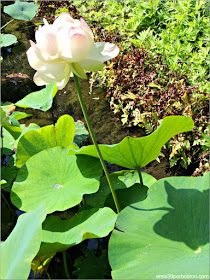 Jardín Japonés del Jardín Botánico de Montreal: Flor de Buda