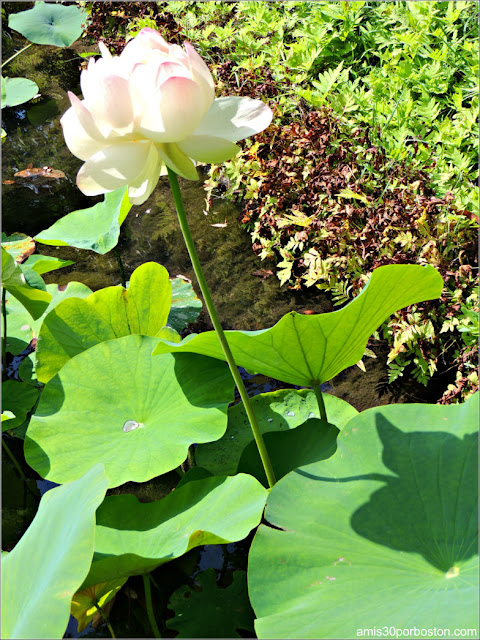 Jardín Japonés del Jardín Botánico de Montreal: Flor de Buda