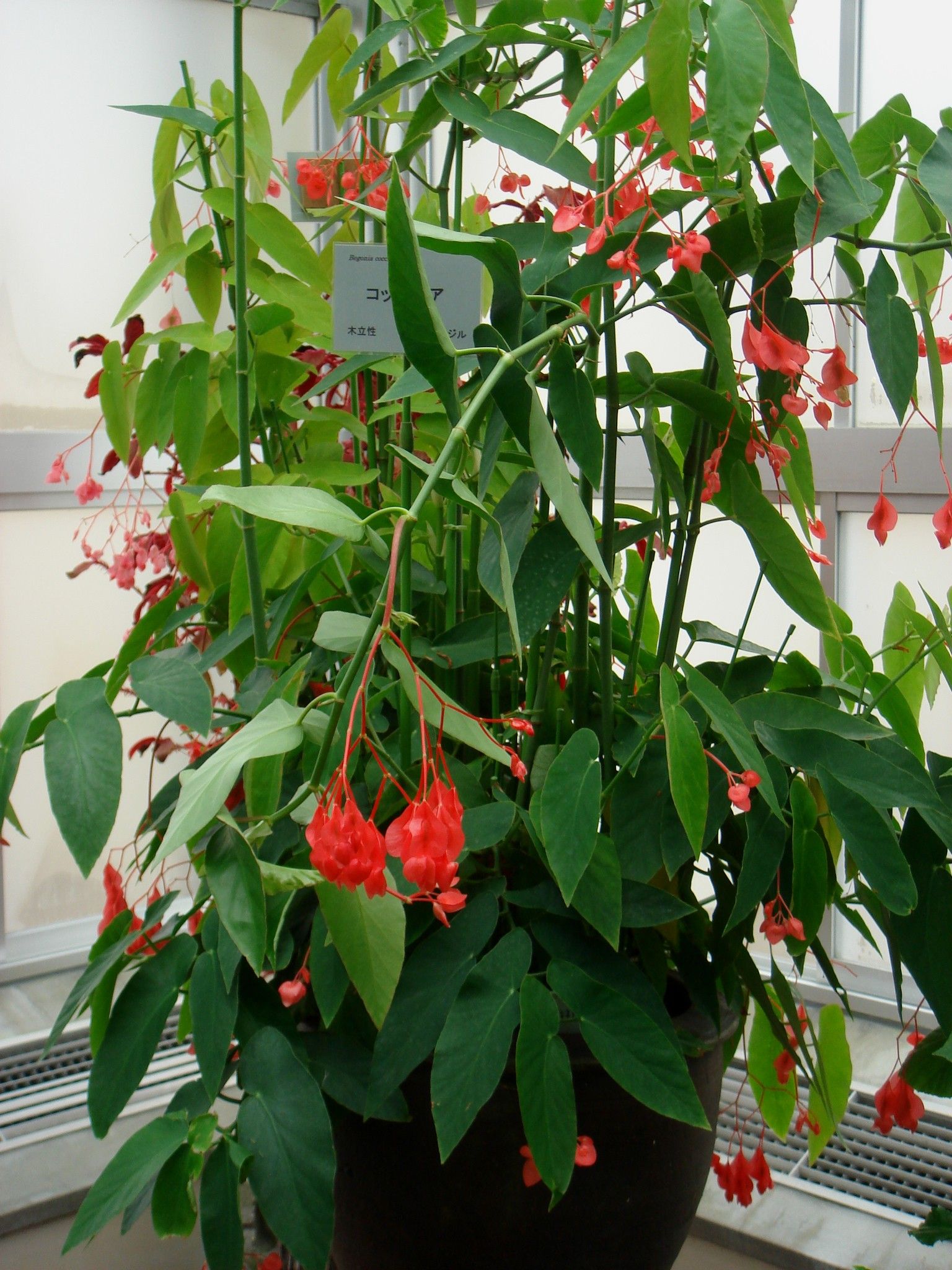 Begônia-asa-de-anjo ou Begonia coccinea