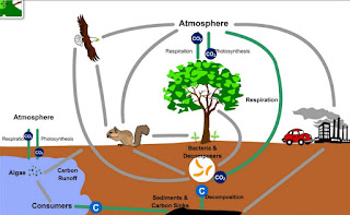   siklus sulfur, siklus sulfur pdf, makalah daur sulfur, daur sulfur ppt, manfaat daur sulfur, tahapan daur sulfur, pengertian sulfur, mengapa dalam daur fosfor tidak melibatkan komponen atmosfer, bakteri nitrosomonas bermanfaat dalam proses penyuburan tanah karena dapat