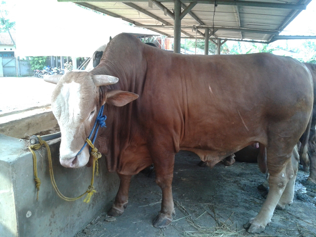 Gambar Sapi Limousin Gemuk Siap Potong