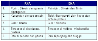 tabel perbedaan dna dan rna,perbedaan dna dan rna pdf,antara,struktur,virus,perbedaan nabi dan rasul,