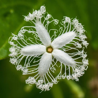 Abóbora-de-serpente, Chichinga (Trichosanthes cucumerina) A planta de origem asiática possui uma bela flor e um fruto muito alongado. Conhecida como Abóbora de Serpente ou chichinga, a Trichosanthes cucumerina é de origem tropical ou subtropical em que, algumas variedades, os seus frutos são comestíveis, bem como as folhas e flores. Esta planta cresce no Nepal, Malásia e em outros países do Sul da Ásia é uma espécie de trepadeira que pode atingir os 4 m de altura. Descrição: a foto em fundo verde desfocado mostra close de uma flor branca. As cinco pétalas dispostas em estrela remetem a unhas longas pintadas de branco, a superfície é coberta por penugem, o miolo amarelo tem delineio marrom. No entorno de cada pétala há extensões em fios longos e finos que finalizam enrolados e emaranhados com aparência de um delicado rendado de bilro.