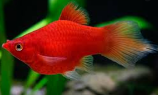 Platy