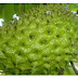 What You Should Know About Soursop