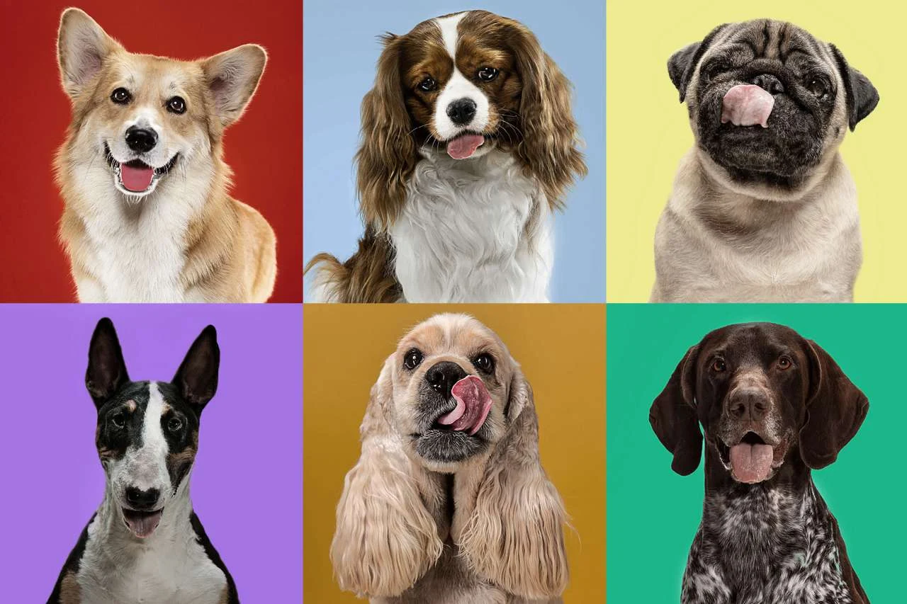 Discover the Most Popular Dog Breeds: A Guide to Finding Your Perfect Canine Companion