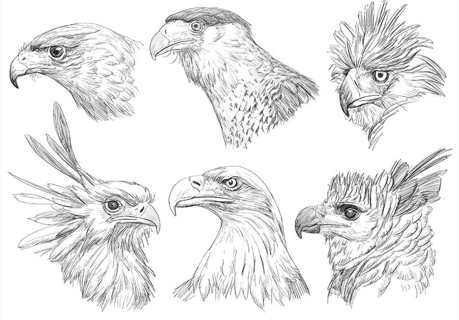 02-Birds-of-prey-Animal-Pencil-Drawings-Chen-Yang-www-designstack-co