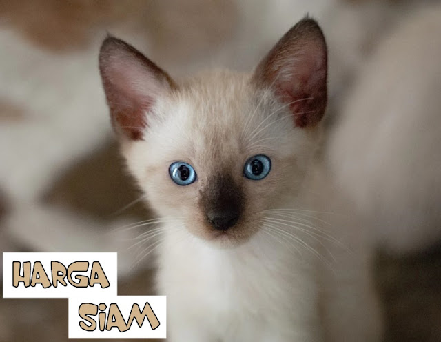 Kucing Siam Jual : 8 Fakta Menarik Tentang Kucing Siam Yang Cantik