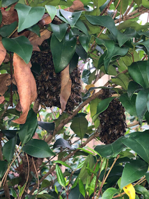 bee, beekeeping, betterbee, nucleus box, swarm, swarm capture, 