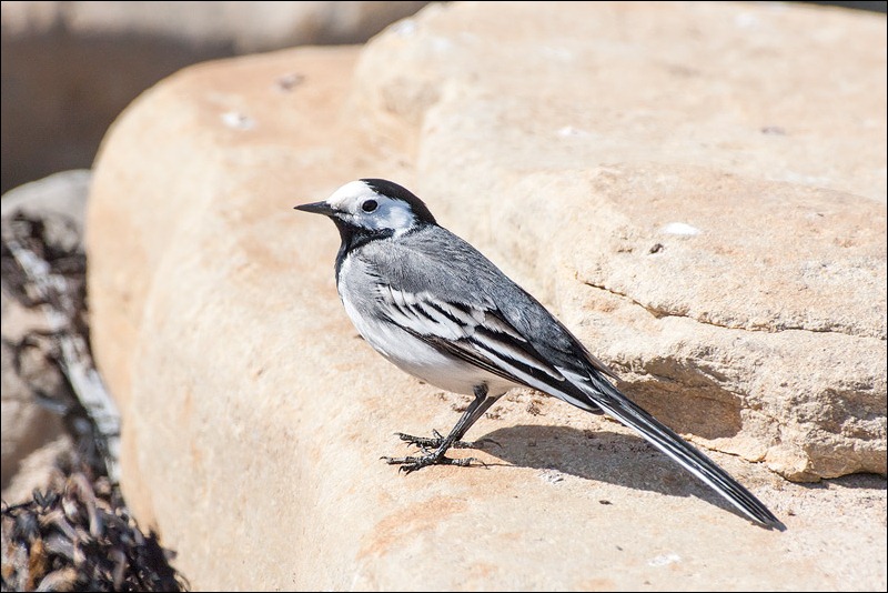 Pied Wagtail