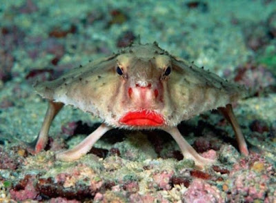 Ikan Kelelawar Bibir Merah - Sekitar Dunia Unik