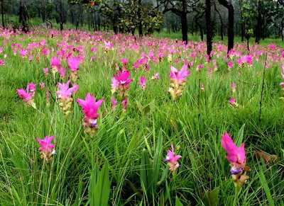 Site Blogspot  Pictures Flowers Gardens on Winter Coming   Go To Kra Jiew Flowers Garden