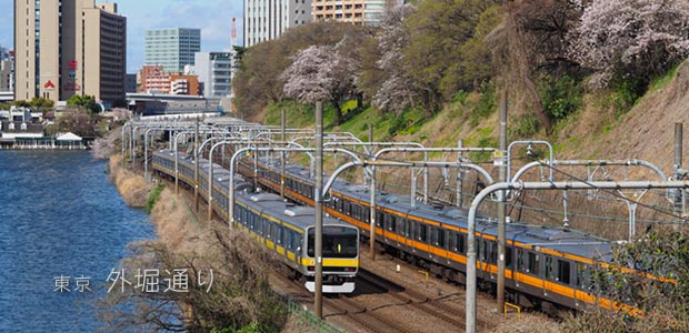 外堀通りの桜並木