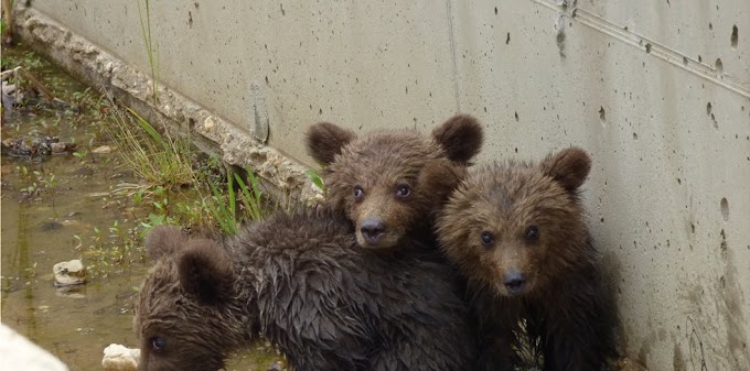 Ευτυχής κατάληξη στην περιπέτεια τριών μικρών αρκούδων