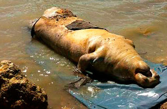 Alta incidencia de muertes de manatíes en Chetumal, consideran expertos y conservacionistas