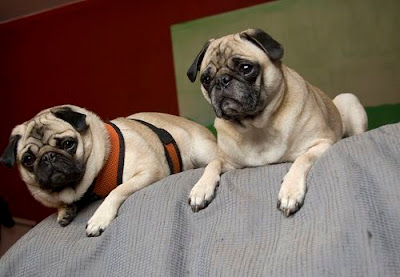 El Perro Pug