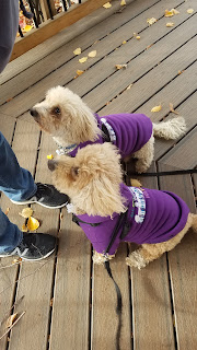 Adorable dogs sporting Fringe hoodies