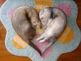 funny animal pictures, ferrets love