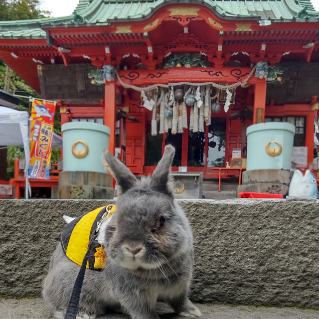 三崎半島　海南神社　うさぎと参拝