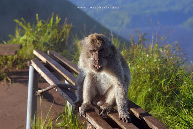 Macaca Fasciscularis