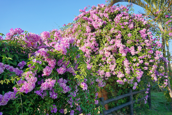 苗栗苑裡王家古厝蒜香藤秘境，崩壞的百年三合院盛開紫花充滿生機