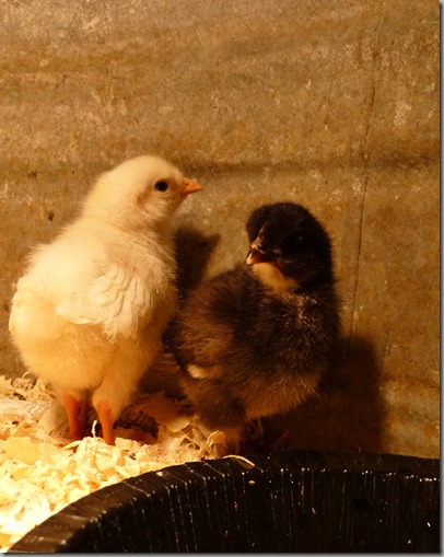 chicks 003