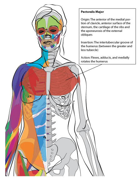 Anatomy • free medical books. Paint Draw Paint Learn To Draw Anatomy Basics The Chest Muscle