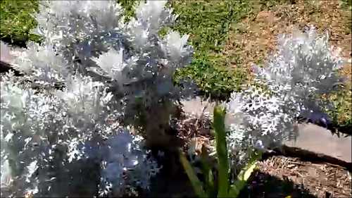 Dusty Miller Plant, Silver Dust Plant