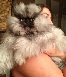 Colonel Meow, Kucing Seram Memiliki Banyak Fans [ www.BlogApaAja.com ]