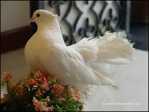 The Royal Pigeon