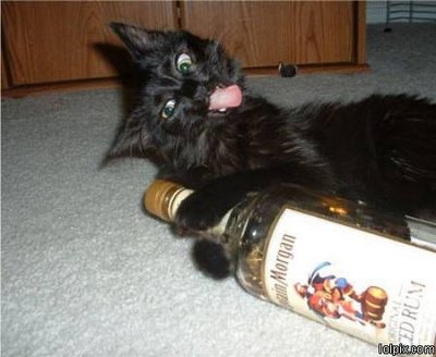 Drunken Cat Picture