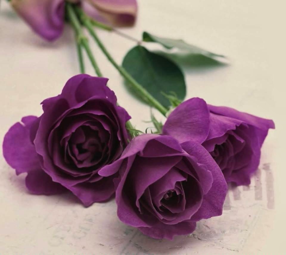 Most Beautiful Roses Wallpapers Collection For Ever For Android