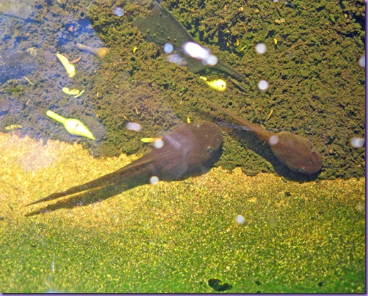 tadpoles-rockpool-web