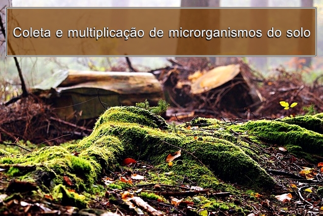 Coleta e multiplicação de micro organismos eficazes ou eficientes - EM