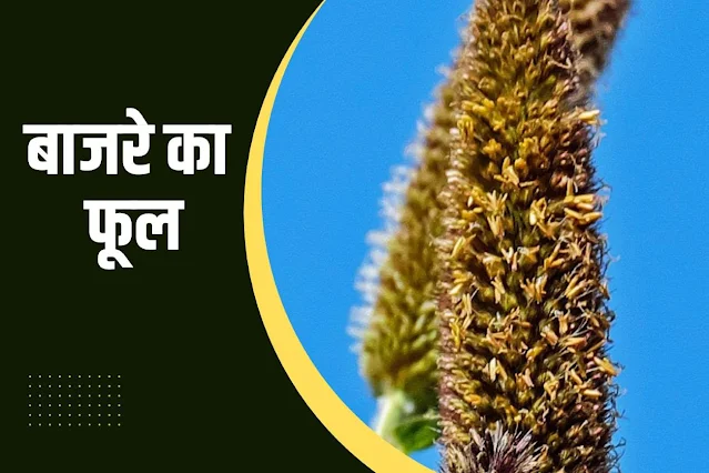 Peal millet/ bajra flower in Hindi