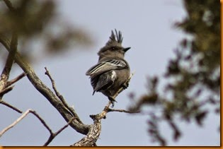 IMG_6953