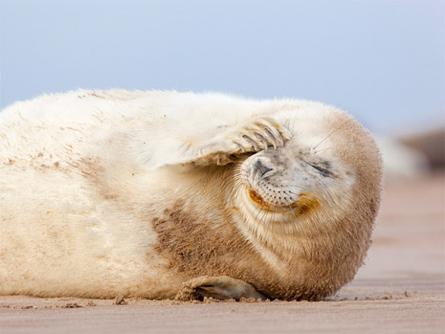 Adoráveis focos são fotografadas rolando de rir em momentos de pura alegria