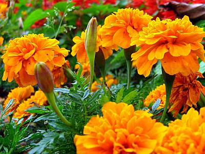 Marigold Flower's Very Beautiful Wallpaper