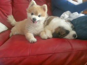 Cute dogs - part 9 (50 pics), two cute puppies one sleeps and other wakes with tongue out