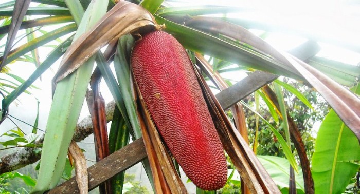 Hamparan Seni: Aneka Jenis Buah