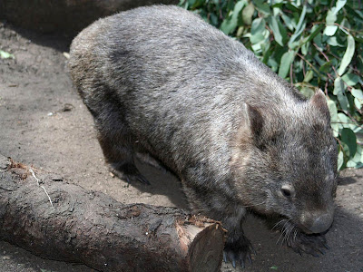 Wombat