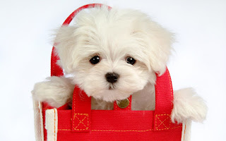 A Cute white hair Maltese puppy is sitting in a red bag, cute puppy pictures