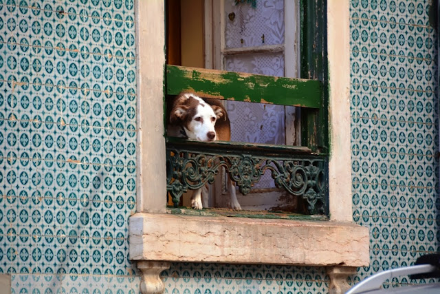 General Impressions of Lisbon dog