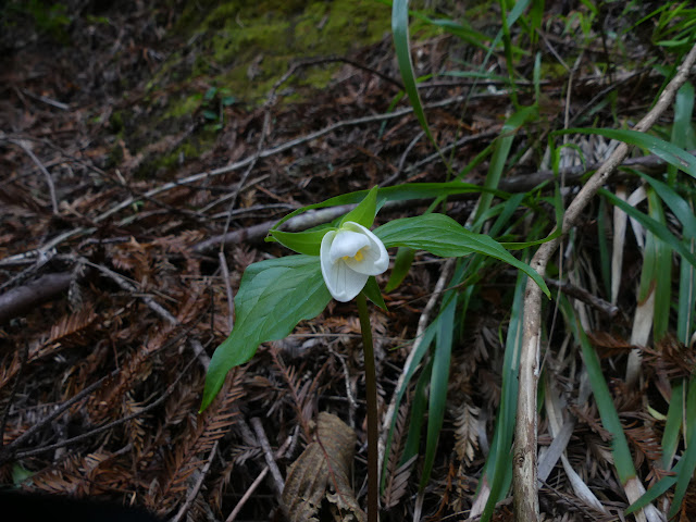 big white petals of three